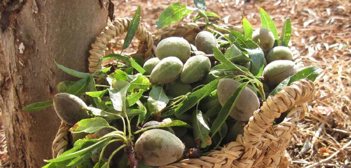 Amandes fraîches culture fournisseur vrac