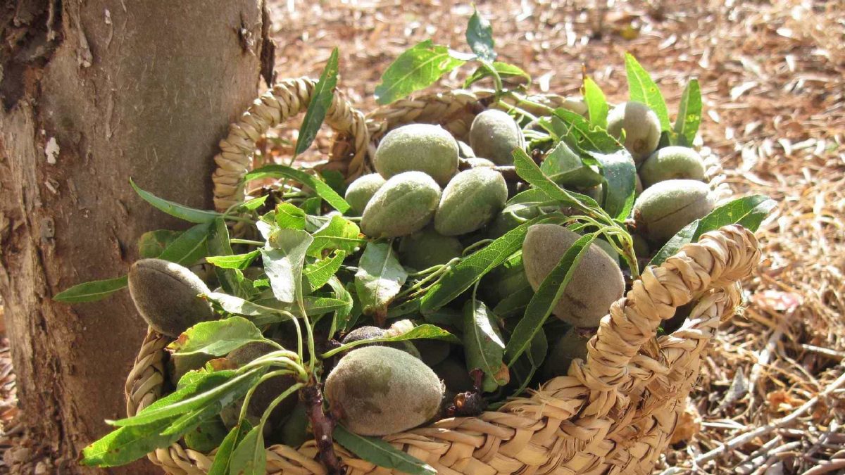 Amandes fraîches culture fournisseur vrac