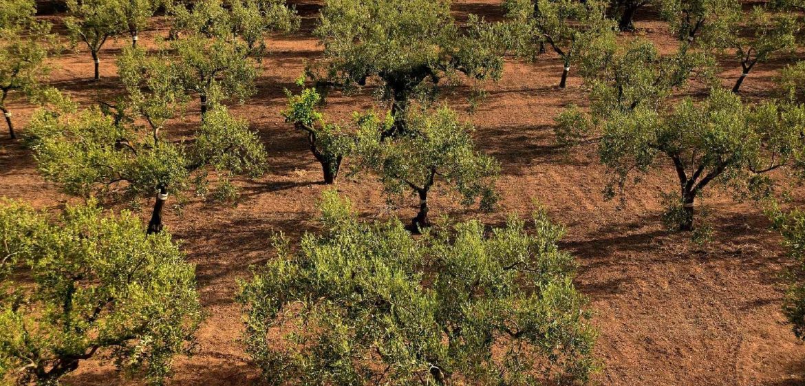 Champs amandiers amanderaie - GreenVrac Amandes en vrac