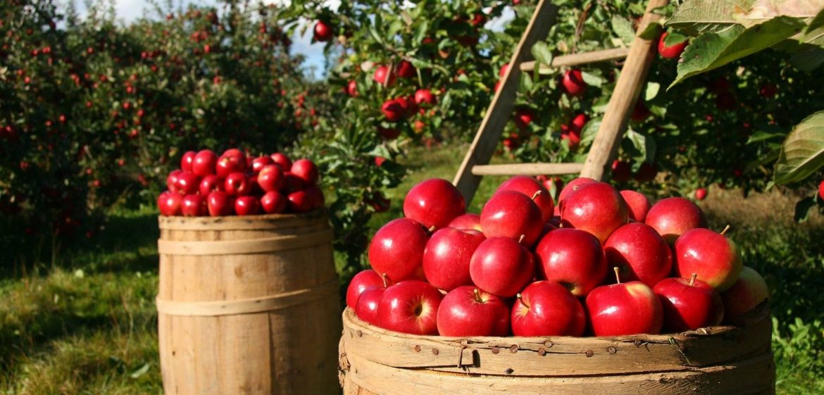 Culture de pommes vergers fruits bio - GReenVrac
