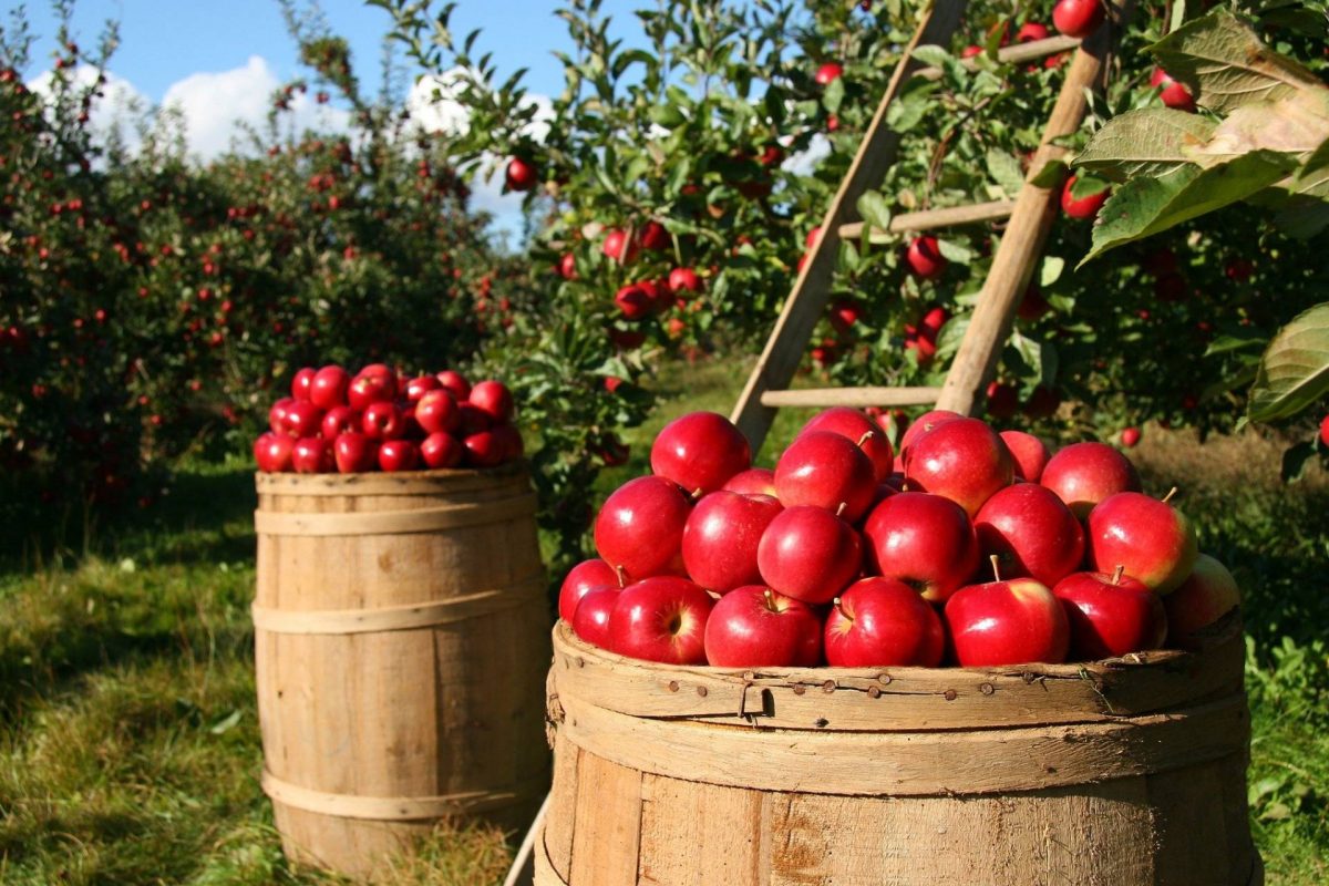 Culture de pommes vergers fruits bio - GReenVrac