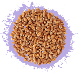 Aliments en Vrac 10 Grossiste céréales en vrac - GreenVrac