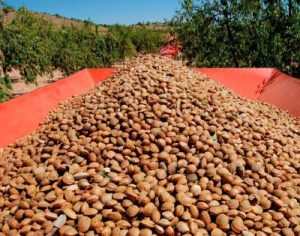 Amande Douce Naturelle émondée Premium Valencia/Comuna/GM 36/38 - les 10 kgs