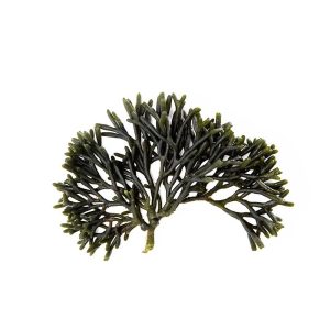 algue codium en vrac
