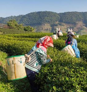 Cardamome Verte en Grains en vrac - les 2kgs