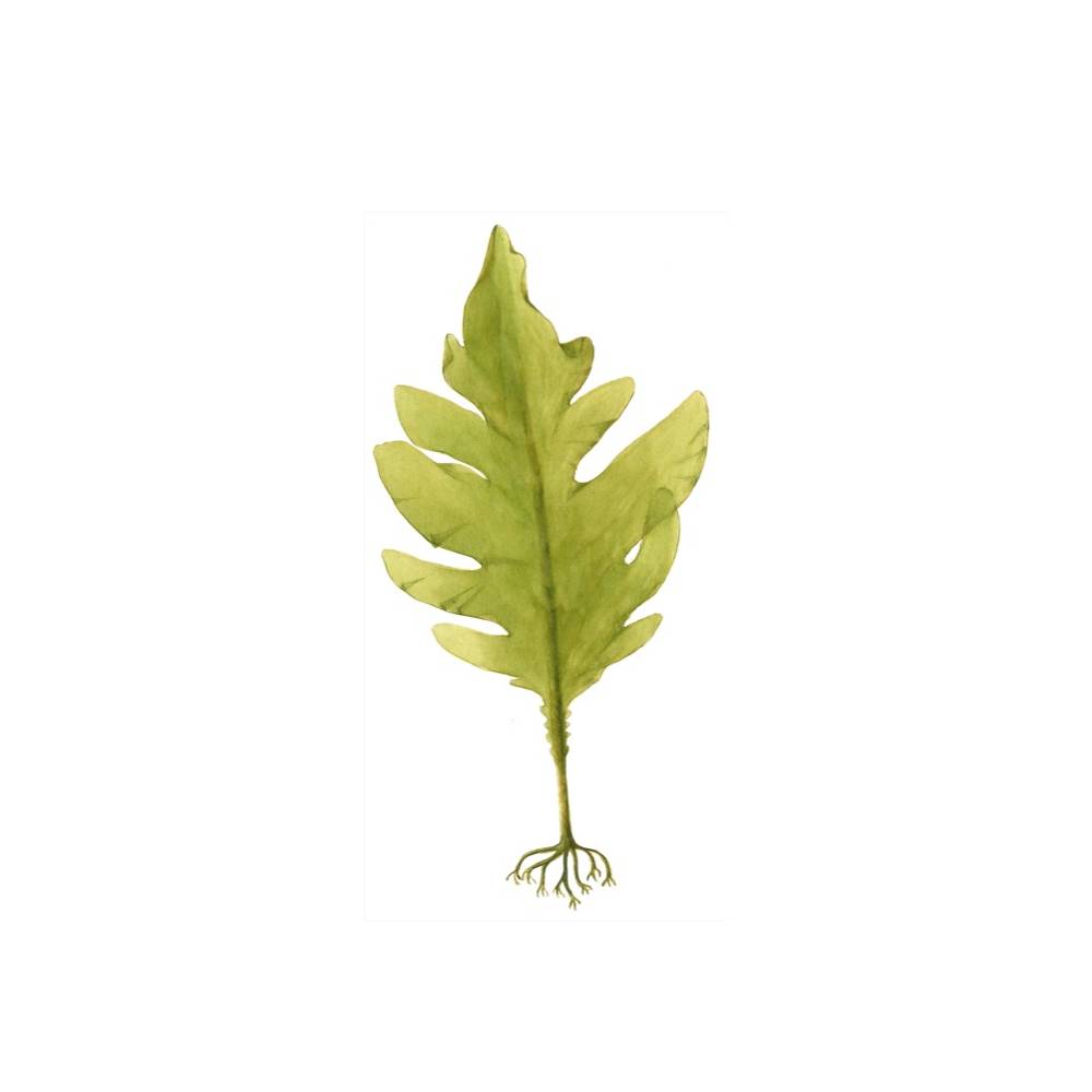Algue WAKAME en vrac (Undaria pinnatifida) - les 50kgs 2 Grossiste algue wakame vrac fournisseur