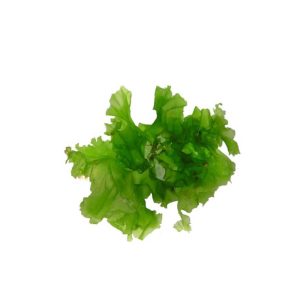Grossiste fournisseur vrac algue ulva