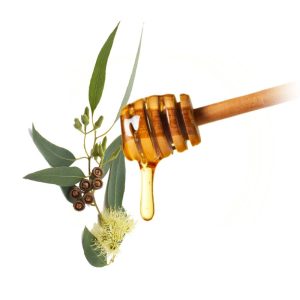 Grossiste français miel pur Eucalyptus - Fournisseur Miel en vrac