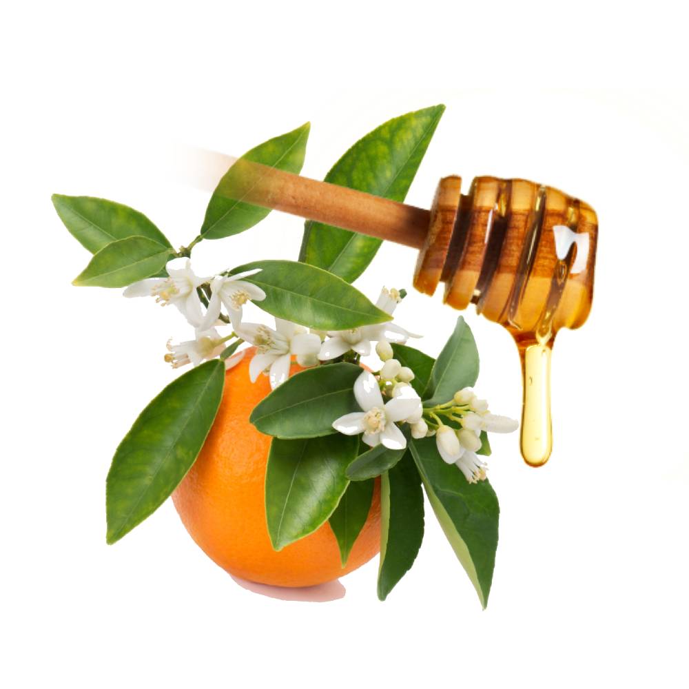 Miel de Fleurs d'Orangers 100% pur Premium en vrac - le seau de 22kgs 1 Grossiste français miel pur Fleurs d'Orangers - Fournisseur Miel en vrac