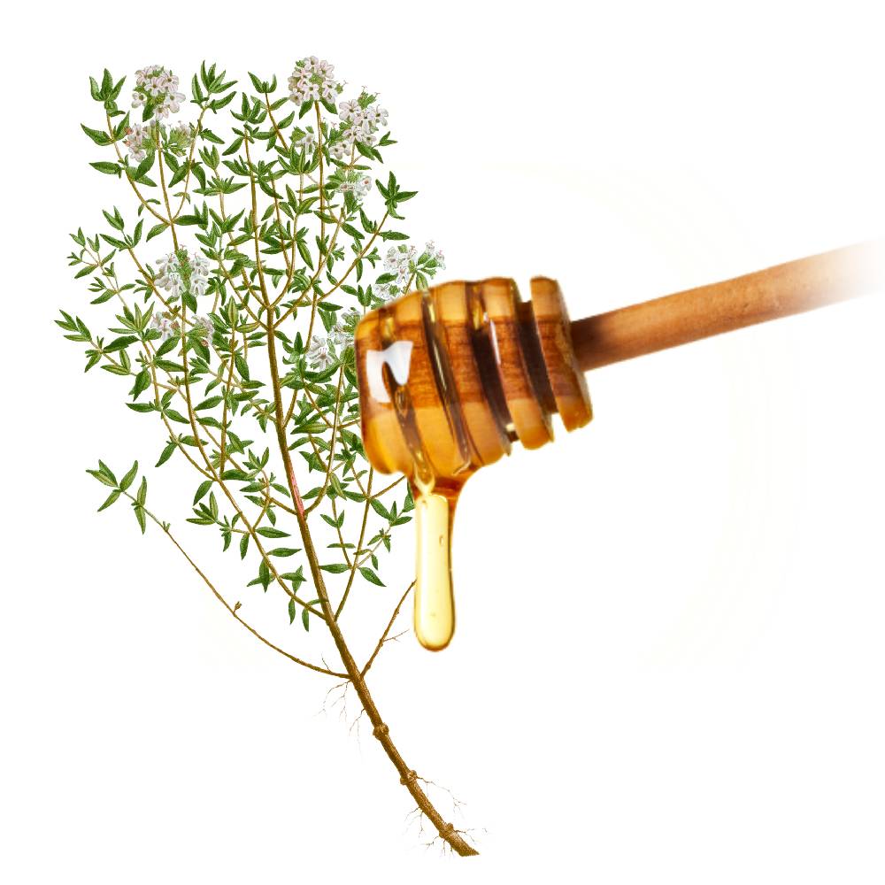 Miel de Fleurs de Thym 100% pur Premium en vrac - le seau de 22kgs 1 Grossiste français miel pur Thym Garrigue - Fournisseur Miel en vrac