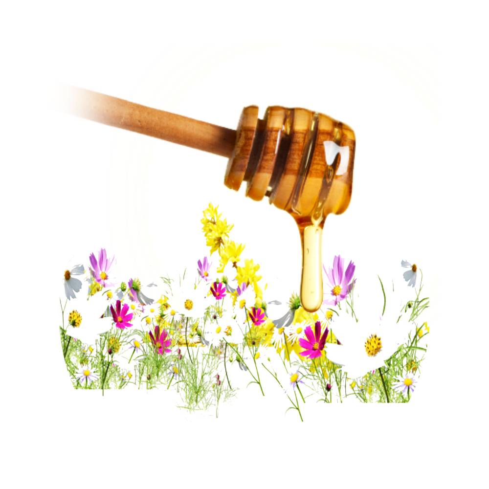 Miel Fleurs des Champs 100% pur Premium en vrac - le seau de 22kgs 1 Grossiste français miel pur toutes fleurs - Fournisseur Miel en vrac