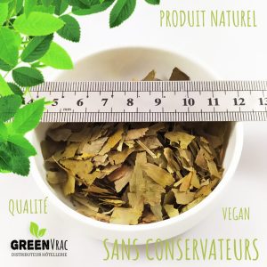 grossiste ginkgo biloba