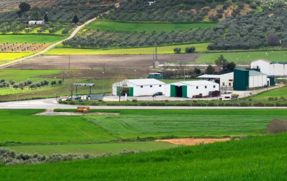 Huile d'Olive Extra Vierge Premium direct producteur Espagne - les 4 bouteilles de 5l 3 olivier coopérative