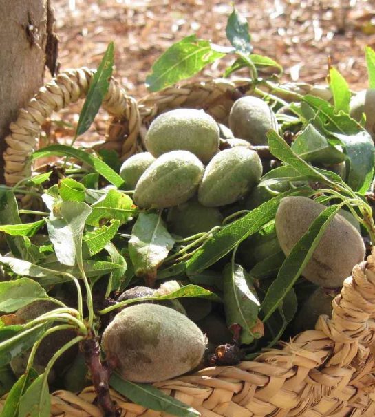 Amandes fraîches culture fournisseur vrac