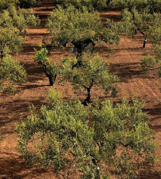 Champs amandiers amanderaie - GreenVrac Amandes en vrac