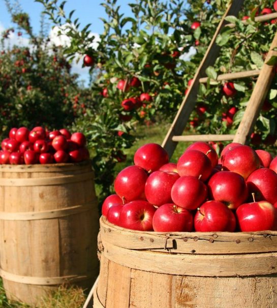 Culture de pommes vergers fruits bio - GReenVrac